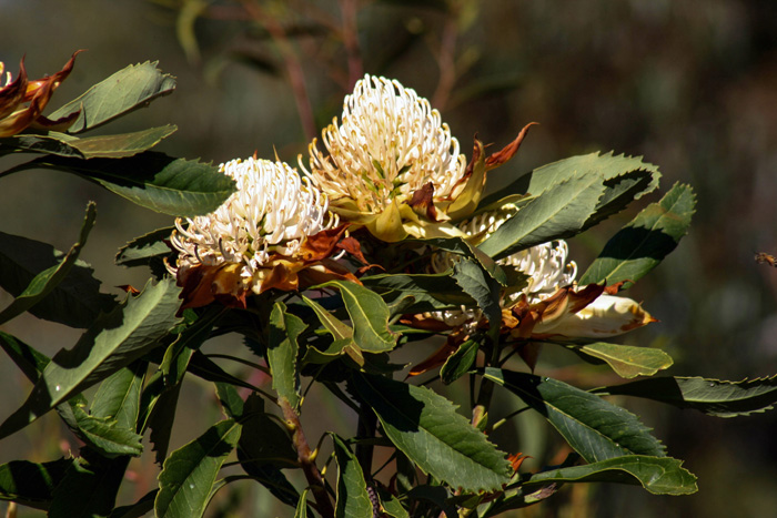 1 Waratah Tryptich - White Waratahs 1 WEB 4